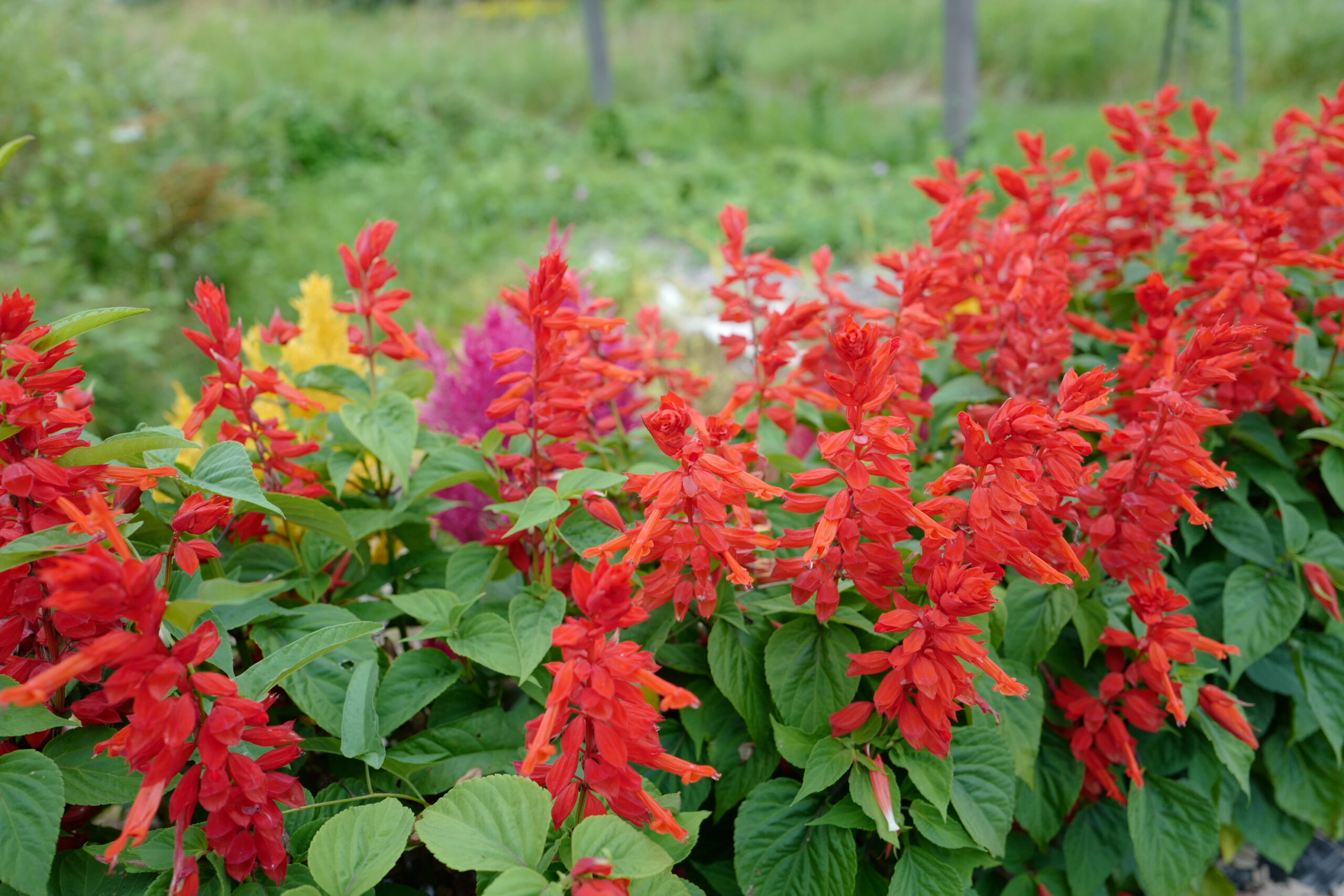 プライバシーポリシー