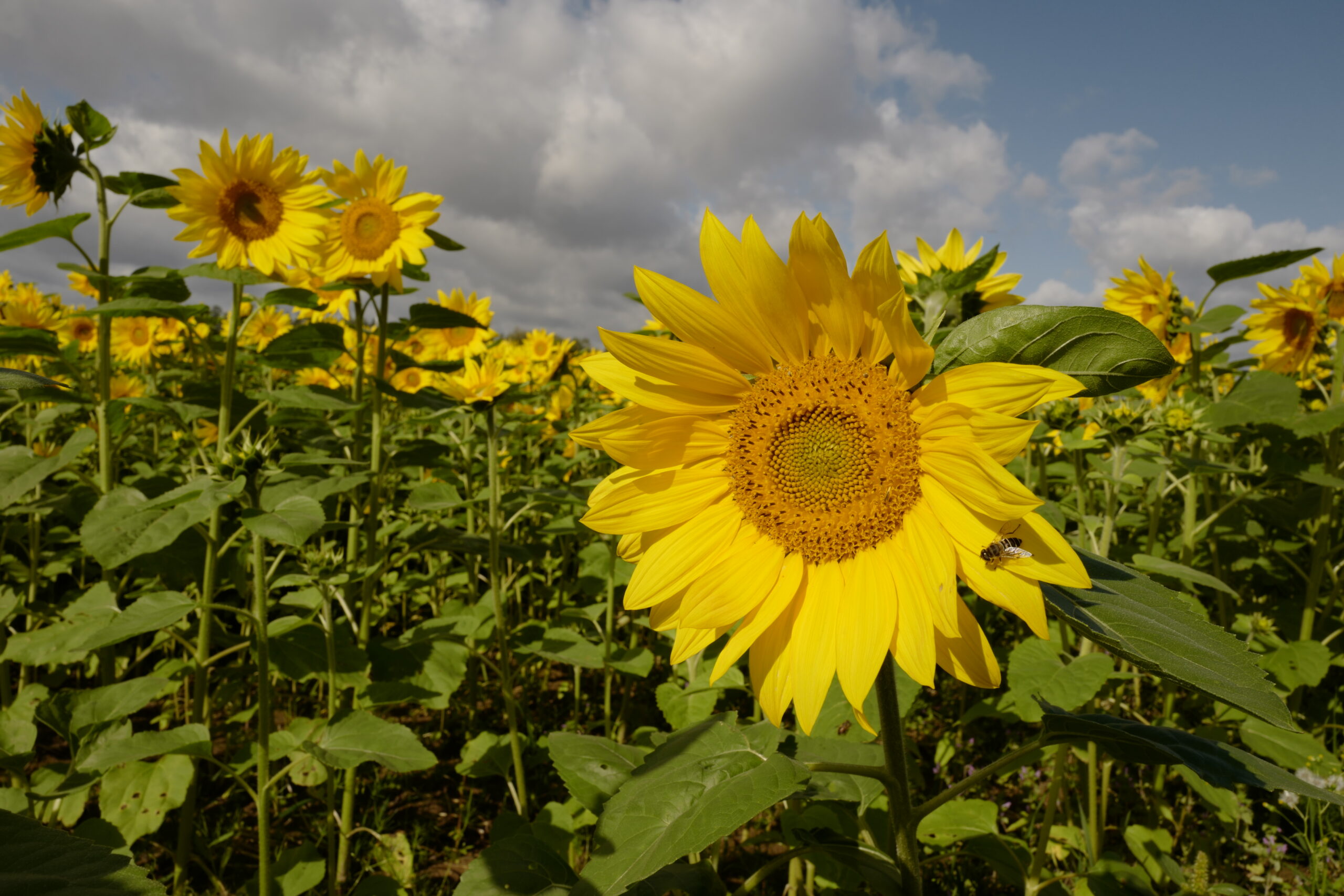 特定商取引に基づく表記